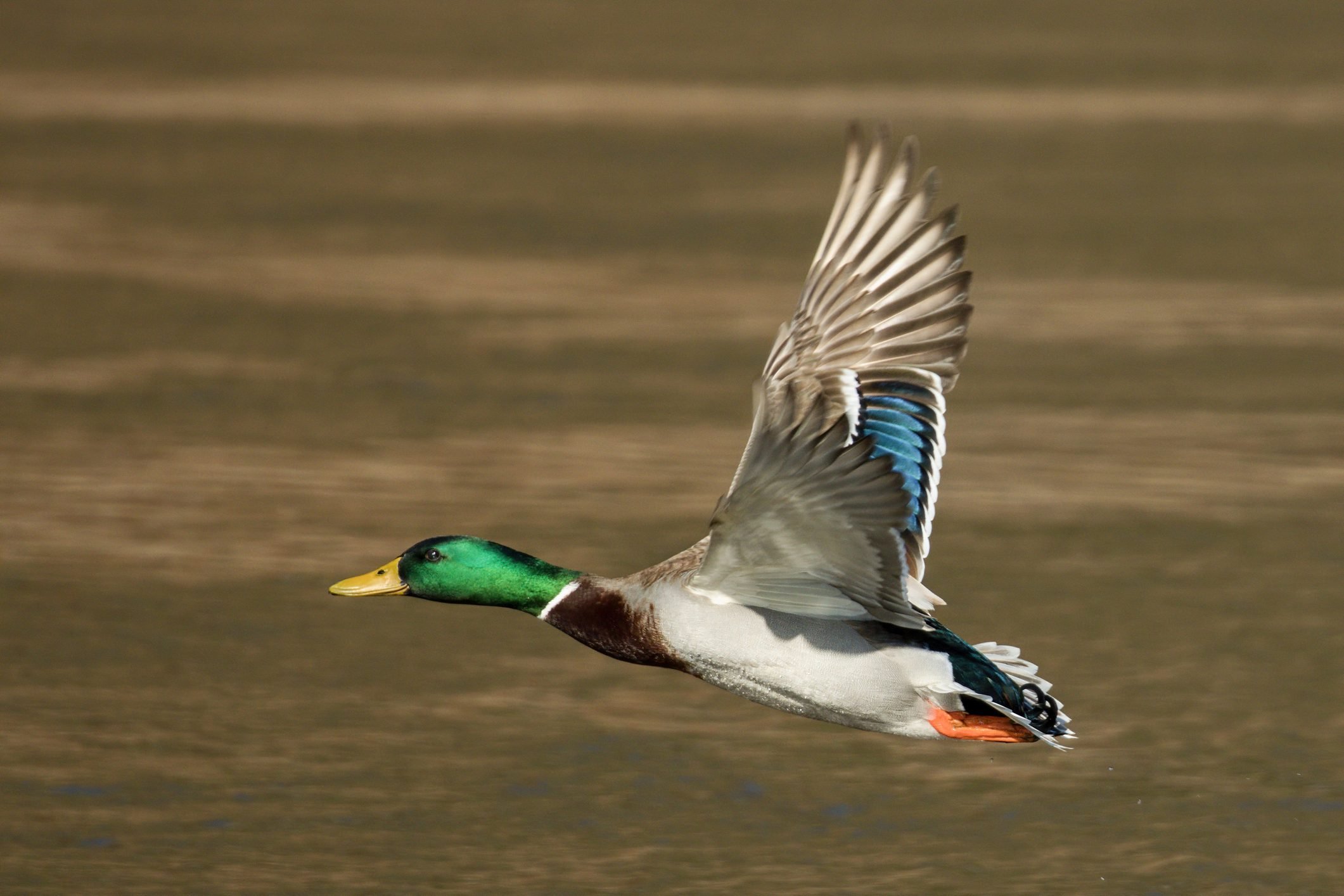 Meet the Mallard Duck | Attracting Birds - Birds and Blooms