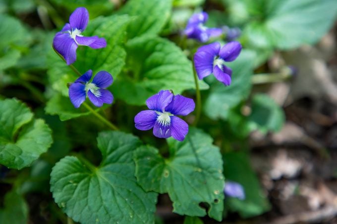 The Common Meadow Violet