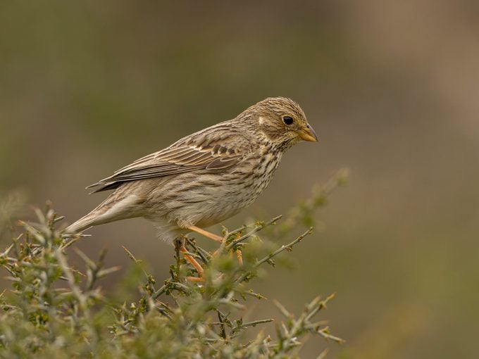 Side view of a adult Vesper Sparrow (Pooecetes Gramineus) bird with brown striped plumage with flashes of white feathers on the tail perched on the branch of a plant during a sunny day and a blurred background