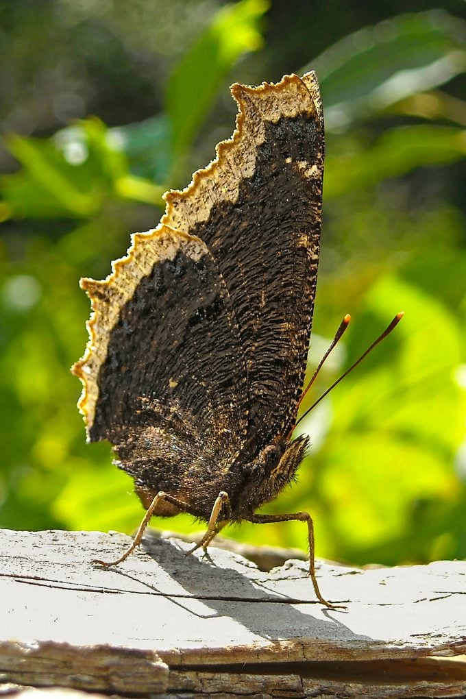 Mourning cloak butterfly on log