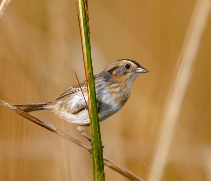 Close-up of Nelson’s Sparrow Perched on Vertical Stalk