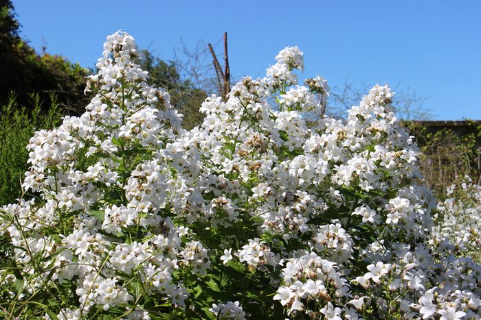White garden, herbaceous plants with white flowers, Phlox paniculata 'David'