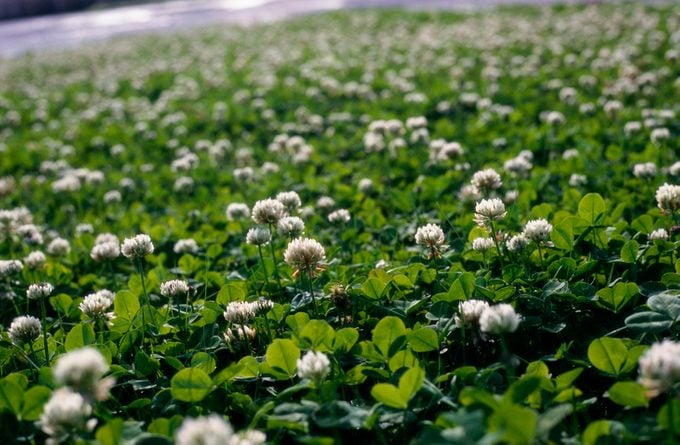 White Clover in Meadow