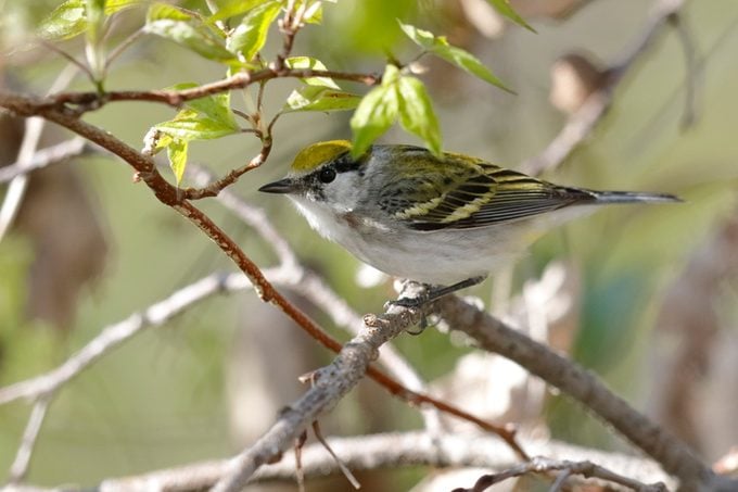 Female Chestnut-sided Warbler in Spring - Ontario, Canada