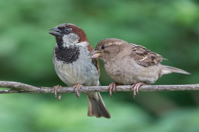 Two House Sparrows