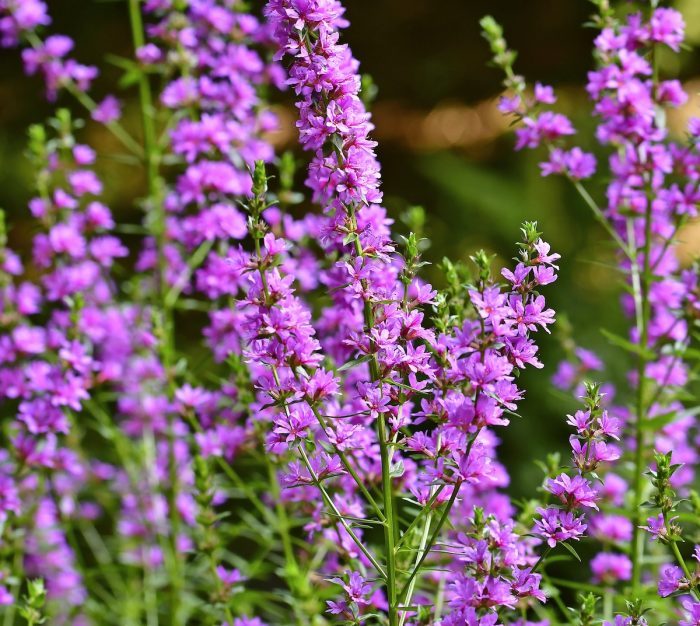 Certain invasives, such as this purple loosestrife, look beautiful but can create big garden problems.