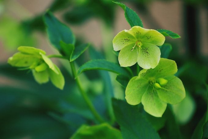 Close-Up Of Green Hellebore Flowers