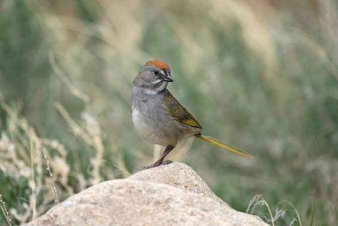 Green-tailed towhee Great Sand Dunes National Park Colorado