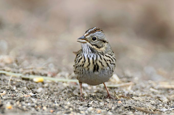A striped Lincoln's sparrow hops along the ground.