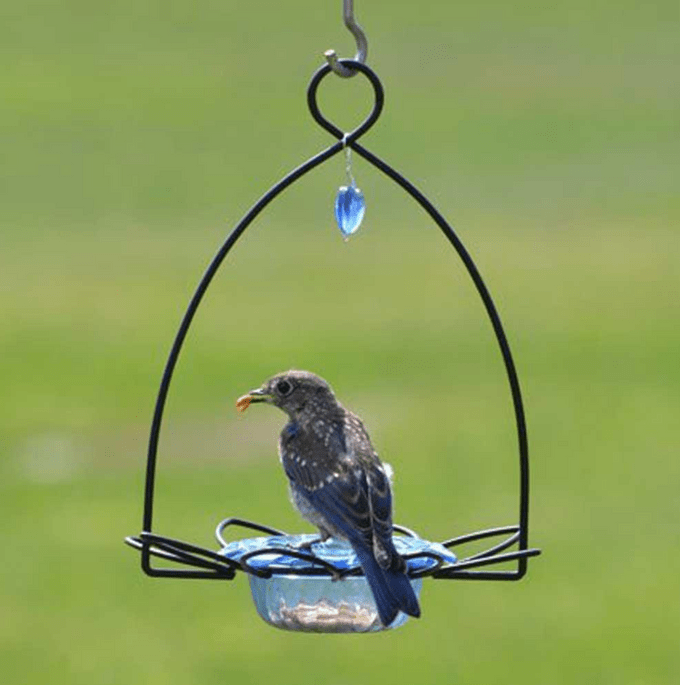bluebird flower feeder
