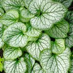 Plant Brunnera Jack Frost in a Shady Spot