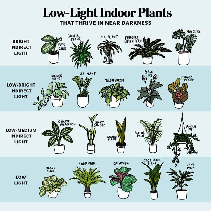 Low Light Plants Square No Logo