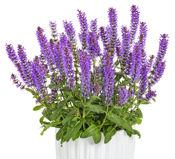 Salvia Violet Profusion