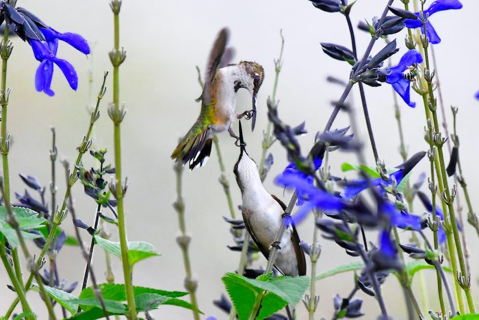 Juvenile ruby-throated hummingbirds playing