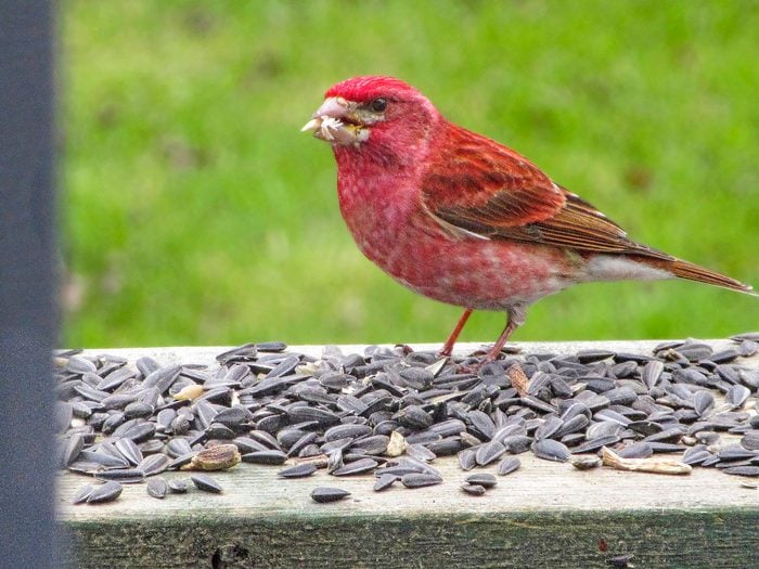 red bird, purple finch