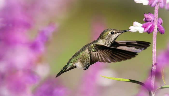 hummingbird heart rate
