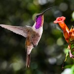 How to Identify a Lucifer Hummingbird