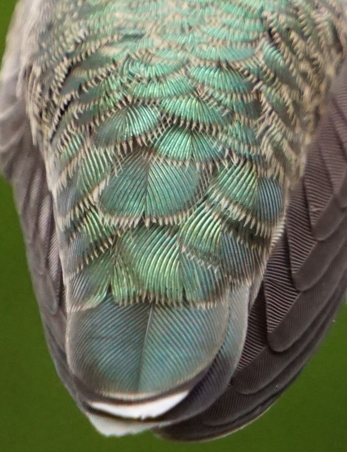 closeup of hummingbird feathers