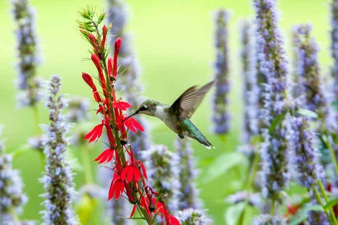 hummingbird mint