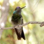 Amazing Arizona Hummingbirds (and the Best Places to See Them)