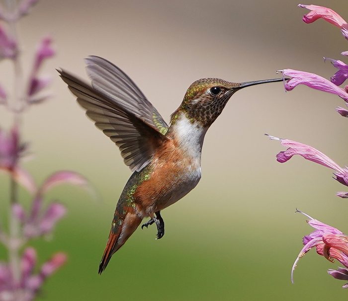 The Fascinating Life of a Female Hummingbird - Birds and Blooms