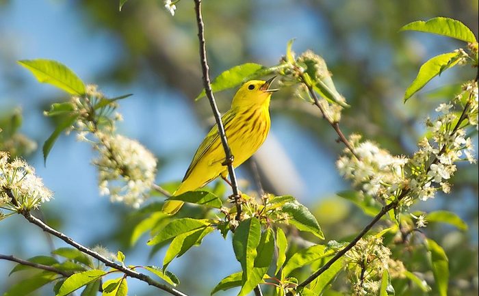 251542617 1 Martin Torres Bnb Bypc 2020, pictures of warblers