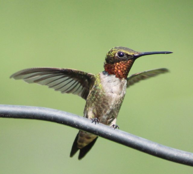what can i feed hummingbirds besides sugar water