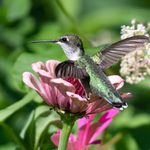 Flowers for Birds: Grow the Plants That Birds Like