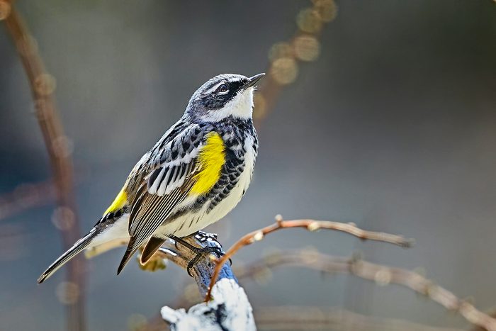 253925891 1 Mark Ruppert Bnb Bypc2020, pictures of warblers