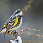 33 Pictures of Warblers That Will Make You Want to Go Birding