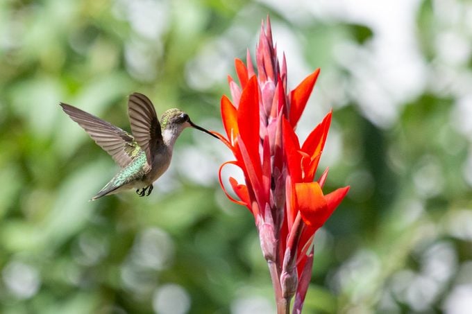hummingbird canna lily