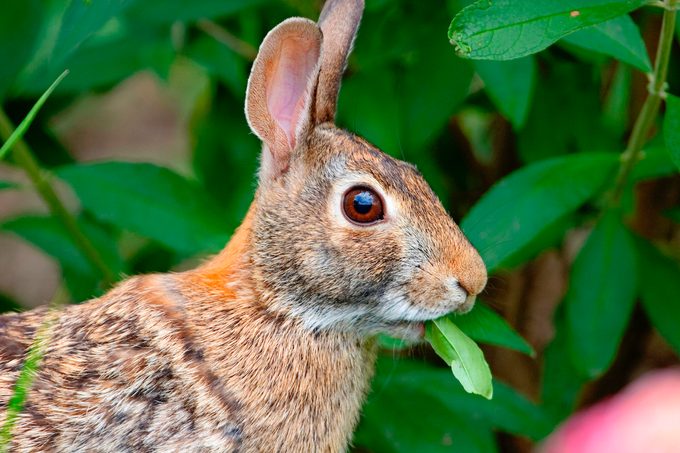 Cottontail Rabbit Chewing Vegetation Horizontal