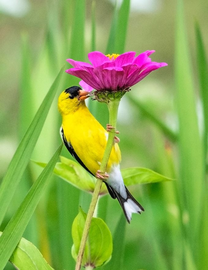 Am Goldfinch A9306, plants that birds like
