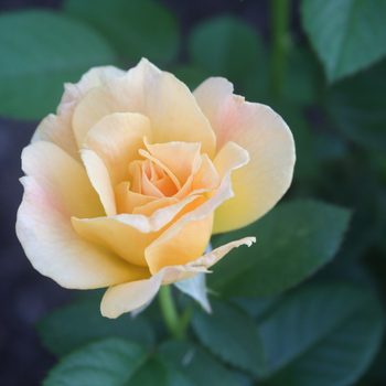 Peace Rose hybrid tea rose