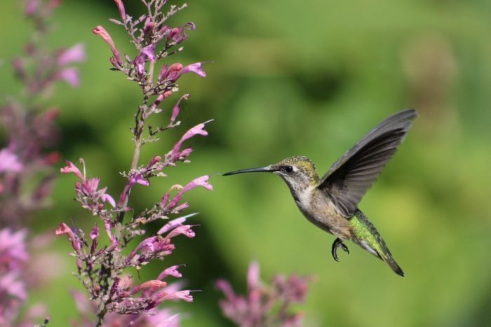 agastache hummingbird mint