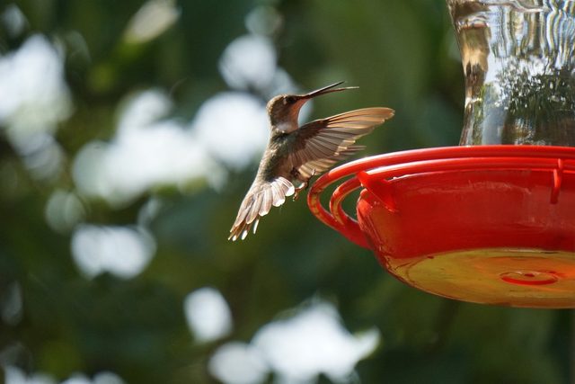 hummingbird mixture, feeding hummingbirds