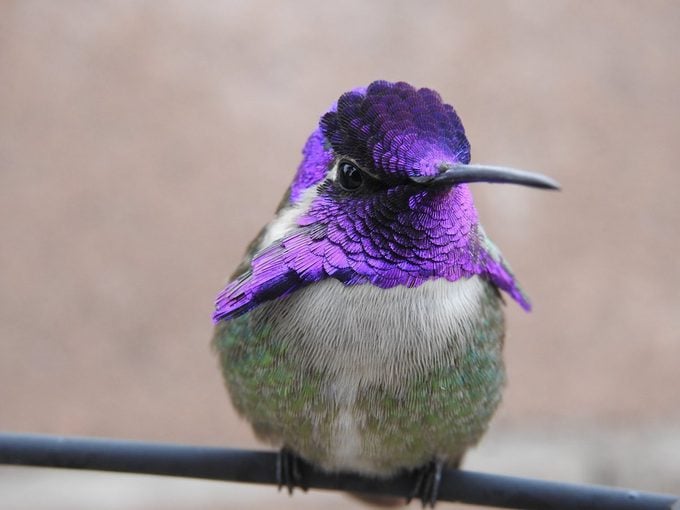 costa's hummingbird feathers