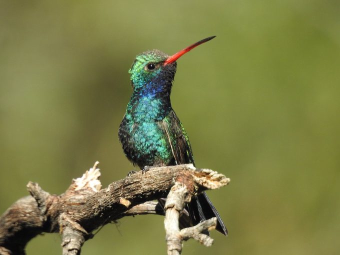 broad billed hummingbird