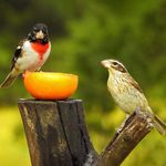 Identify and Attract a Rose-Breasted Grosbeak