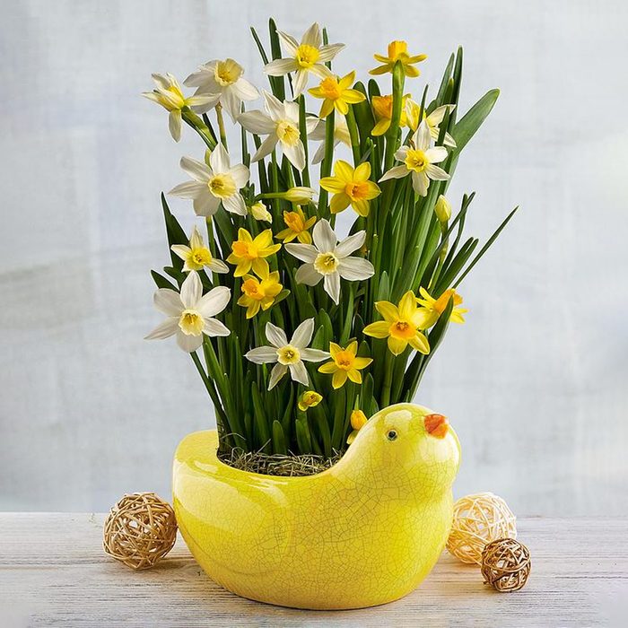 easter flowers, Daffodil Gift In Spring Planter Ecomm Via Harryanddavid Com