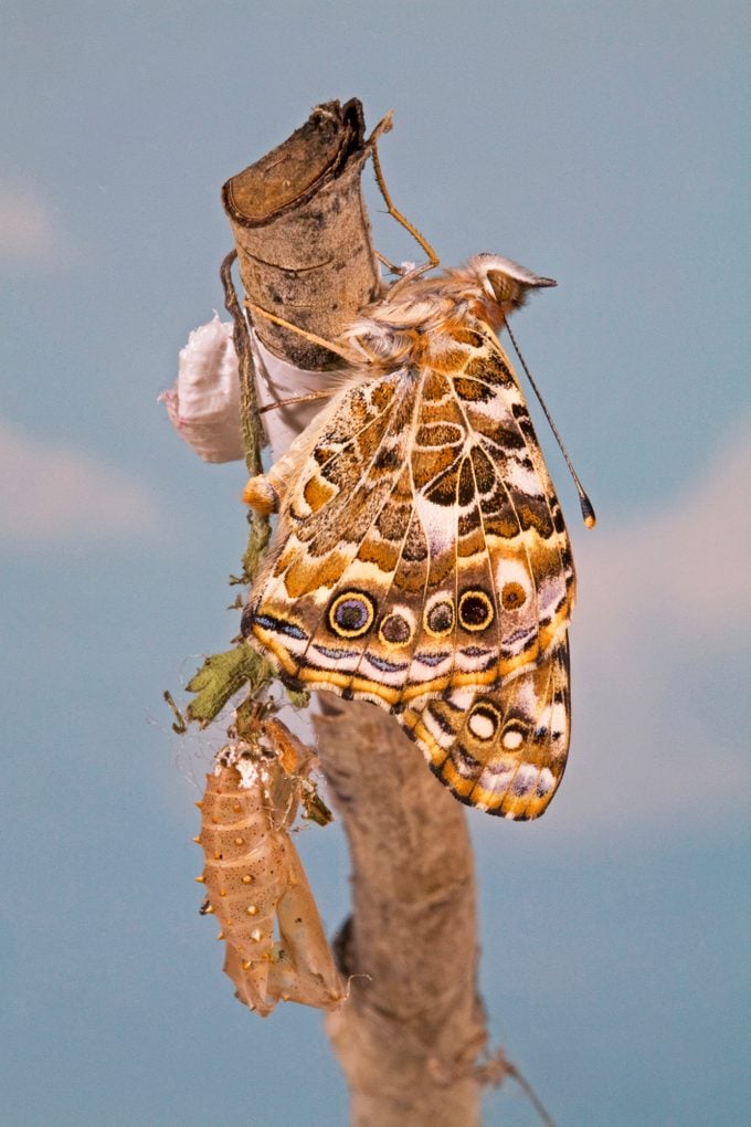 Painted Lady Butterfly Just emerging from a chrysalis