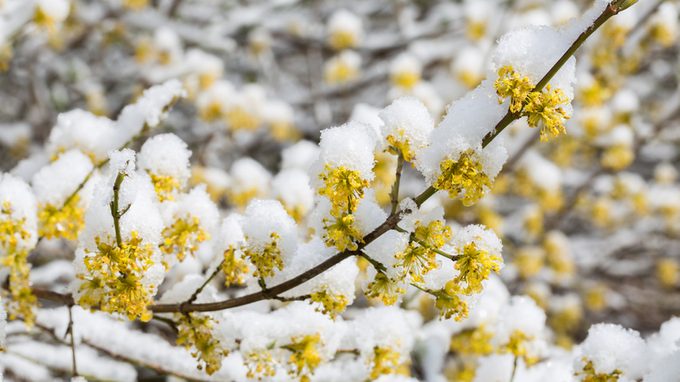 Branches of a blooming Forsythia covered with snow.