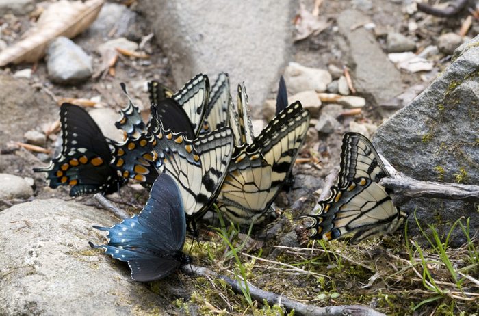 Tiger, Spicebush and Pipevine Swallowtail Butterflies puddling. The places where butterflies are seen puddling are believed to be laden with minerals and salts that are needed by the butterflies. Great Smoky Mountains National Park, Tennessee. USA