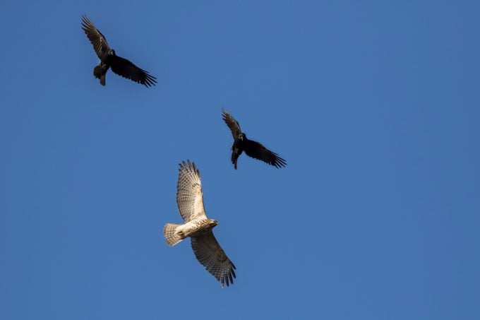 Crows vs red shouldered hawk (Buteo lineatus)