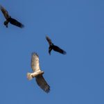 Why Do Crows Chase Hawks?