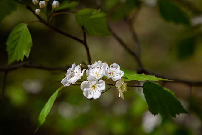 Hawthorn Blossom, may birth month flower
