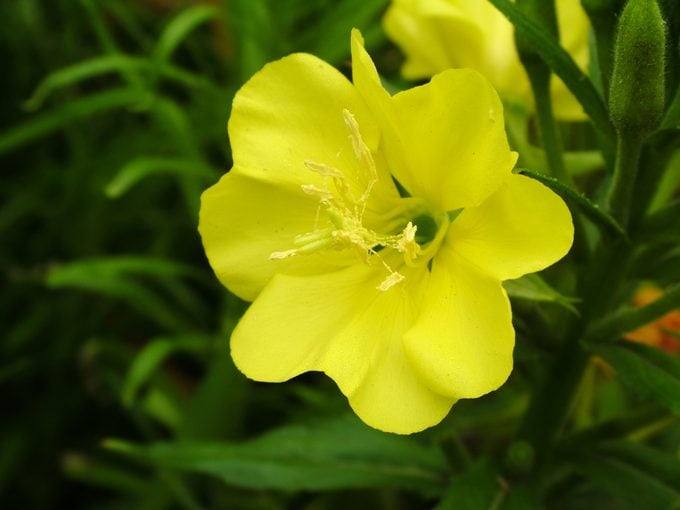 A pretty yellow evening primrose