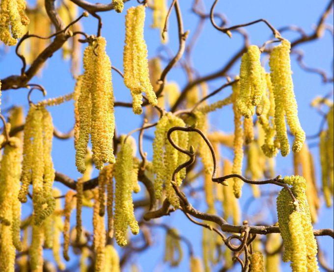 Harry Lauder's walking stick features twisted brown-gray branches that sport yellow catkins in early spring or late winter.