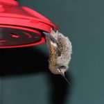 Hummingbird Torpor Looks Strange but It’s Totally Normal
