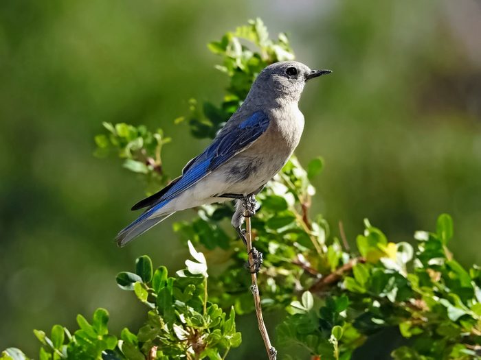 A female mountain bluebird perches high on top of a tree or shrub.